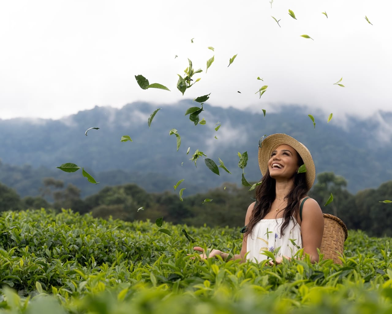 Tea Plantation Tour